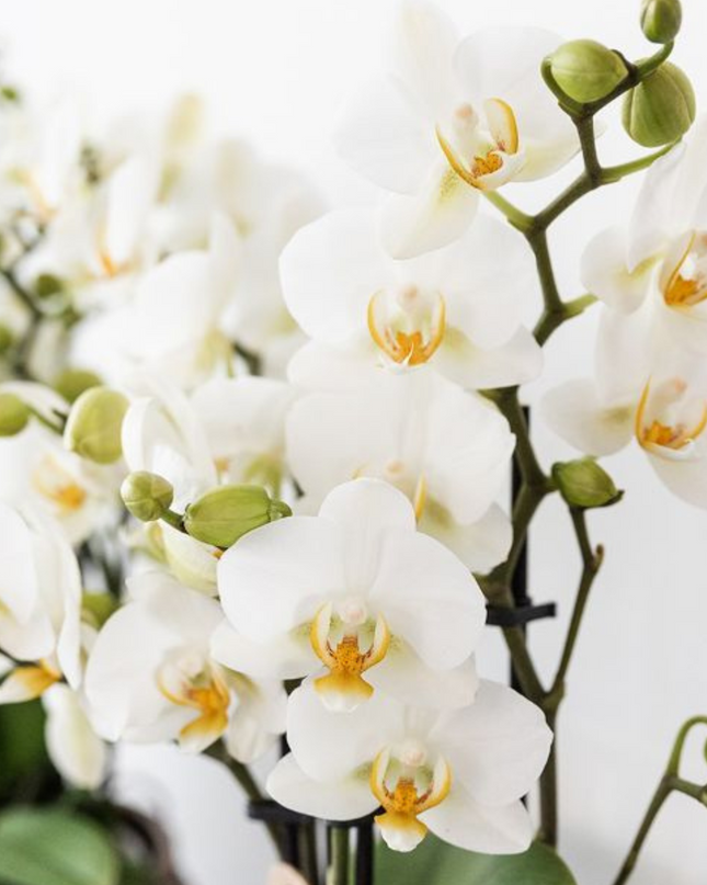 Kolibri Company | Plantenset Mediterranean Sunset | Witte Phalaenopsis Orchidee Lausanne en Succulenten incl. keramieken sierpotten