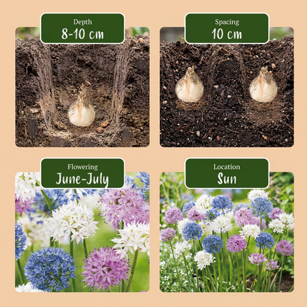 120x Allium Buzzing Beauties – Zierlauch Buzzing Beauties – Verschiedene – Sommerblüher – Zwiebelgröße 6/7