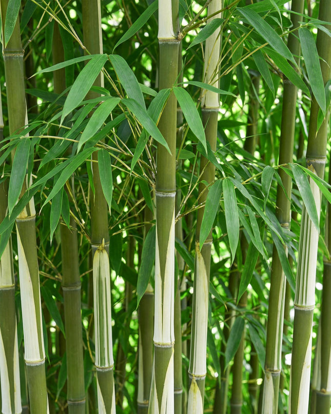 Bambus - Fargesia robusta Pingwu - immergrün - nicht wuchernd - grün - 18 Pflanzen - Topf 14cm - Höhe 35cm