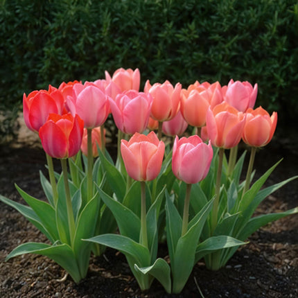 Bloembollen - Tulp Pink en Red - Kleur Roze en Rood - 40 stuks - Bolmaat 10/12