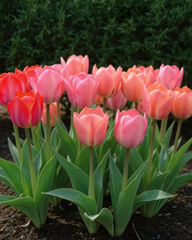 Bloembollen - Tulp Pink en Red - Kleur Roze en Rood - 40 stuks - Bolmaat 10/12