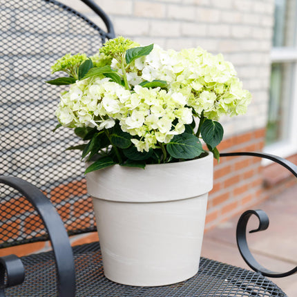 Hortensia Wit - Hydrangea Magical Nobless - 2 Planten - Pot 23cm Hoogte 55cm