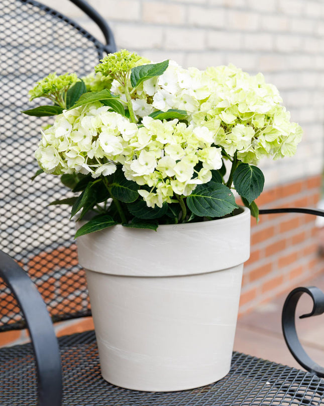 Hortensia Wit - Hydrangea Magical Nobless - 2 Planten - Pot 23cm Hoogte 55cm