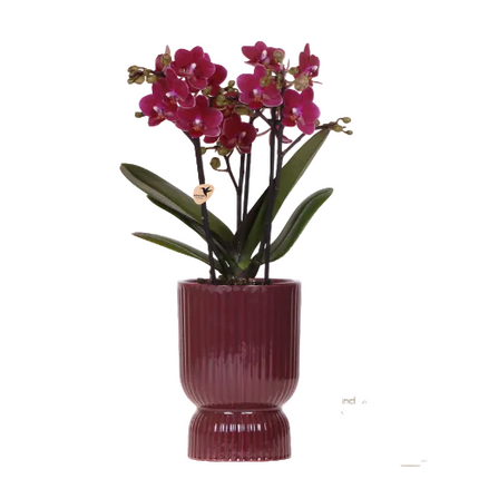 Lila Chamonix Orchidee + roter Diabolo Übertopf | Topfgröße Ø9cm | blühende Zimmerpflanze – frisch vom Züchter | inkl. Wasserstandsanzeiger