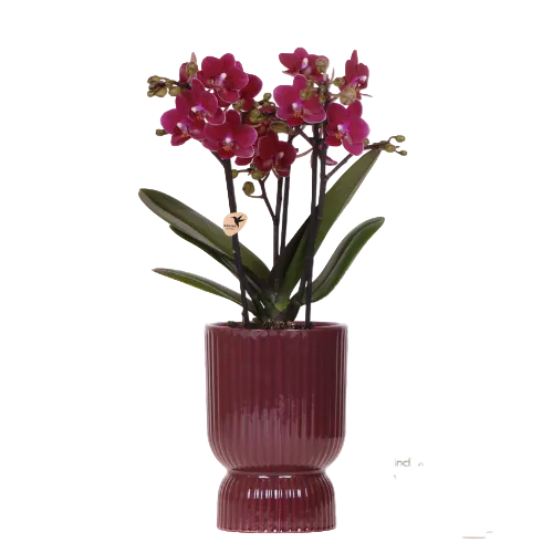 Lila Chamonix Orchidee + roter Diabolo Übertopf | Topfgröße Ø9cm | blühende Zimmerpflanze – frisch vom Züchter | inkl. Wasserstandsanzeiger