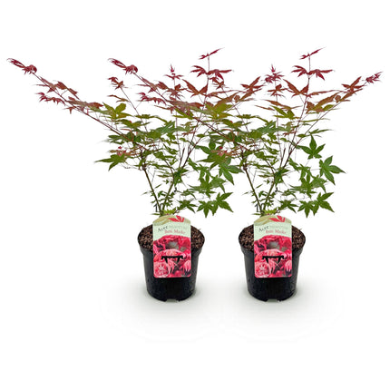 Japanse Esdoorn - Acer palmatum Beni Maiko - Rood - 2 stuks - Pot 19cm Hoogte 70cm