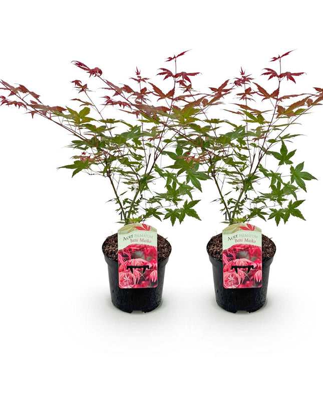 Acero giapponese - Acer palmatum Beni Maiko - Rosso - 2 pezzi - Vaso 19cm Altezza 70cm
