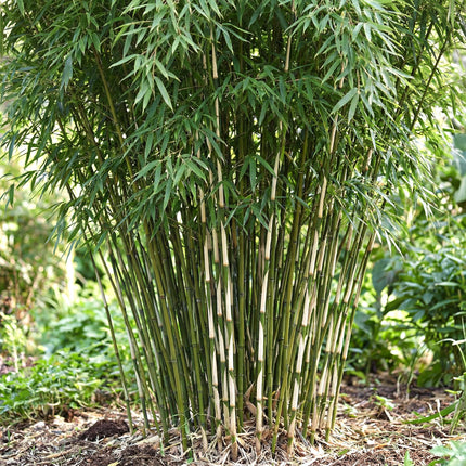 Fargesia robusta Pingwu - Bambú No Invasivo - Perenne - Verde - 2 Plantas - Maceta 23 cm - Altura 80 cm