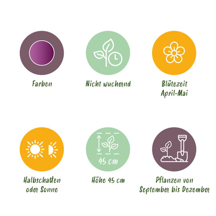 Bloembollen - Tulp Double Lilac - Kleur Paars - 50 stuks - Bolmaat 11/12 - XXL Pack