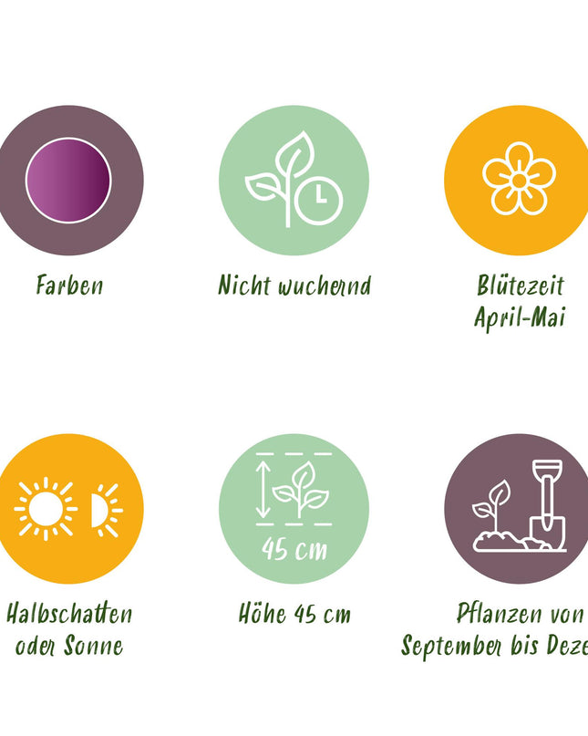 Bloembollen - Tulp Double Lilac - Kleur Paars - 50 stuks - Bolmaat 11/12 - XXL Pack