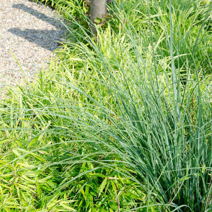 Fargesia rufa - Niet woekerende bamboe - Ø29cm - ↕80cm - Ø19 - ↨60cm