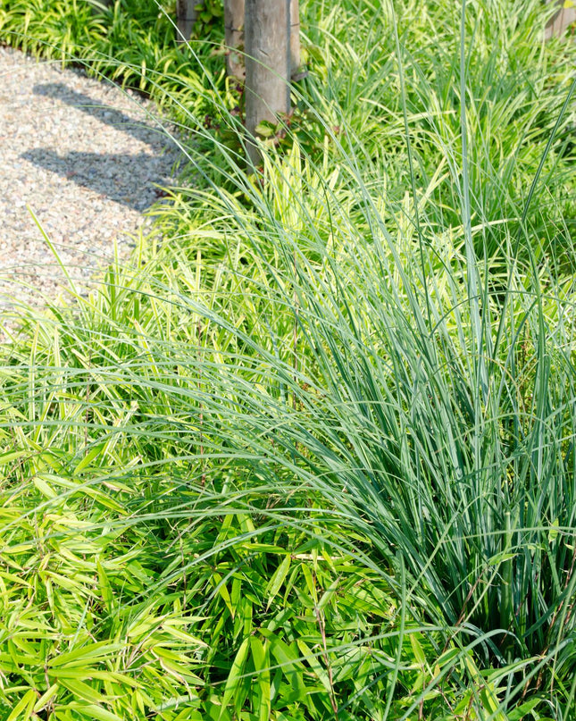 Fargesia rufa - Niet woekerende bamboe - Ø29cm - ↕80cm - Ø19 - ↨60cm