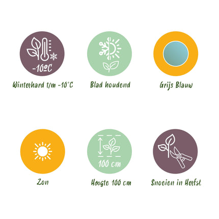 Eucalyptus boom - Eucalyptus gunni  - Grijs - 2 Planten - Winterhard - Pot 14cm Hoogte 30cm