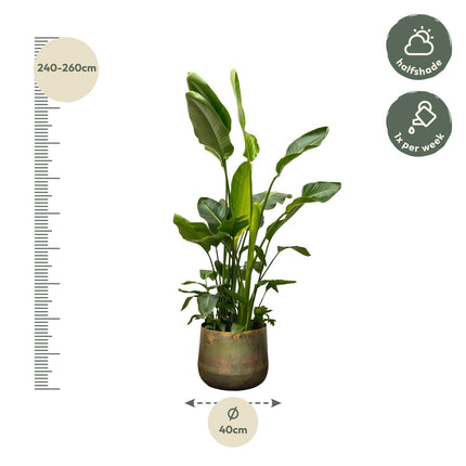 Strelitzia Nicolai de luxe XXL - 250cm - ø40 - 🚚 Kostenloser Versand