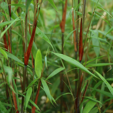 Fargesia scabrida Asian Wonder - Bambou non envahissant - Persistant - Vert - 2 Plantes - Pot 23 cm - Hauteur 80 cm