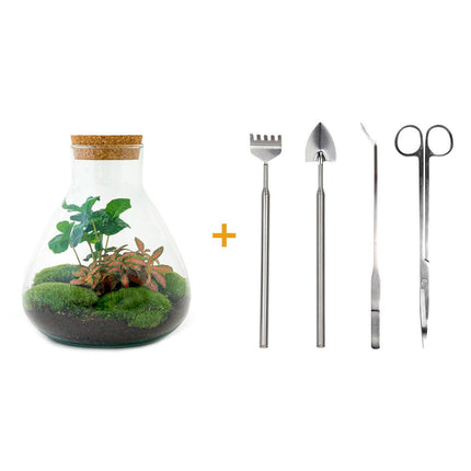 DIY terrarium - Sammie Coffea Red - Ø 22,5 cm ↕ 27 cm - Normal