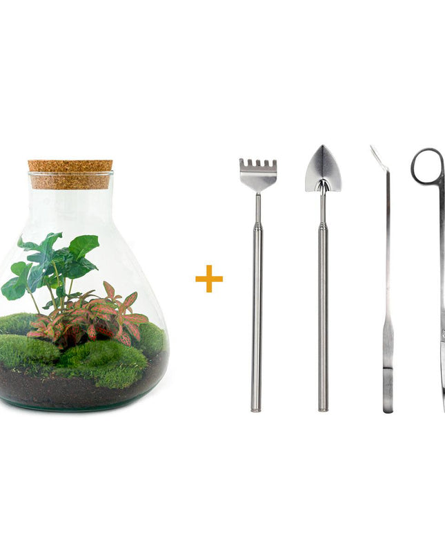 DIY terrarium - Sammie Coffea Red - Ø 22,5 cm ↕ 27 cm - Normal