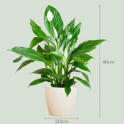 Spathiphyllum met Potter wit - 80cm - Ø21