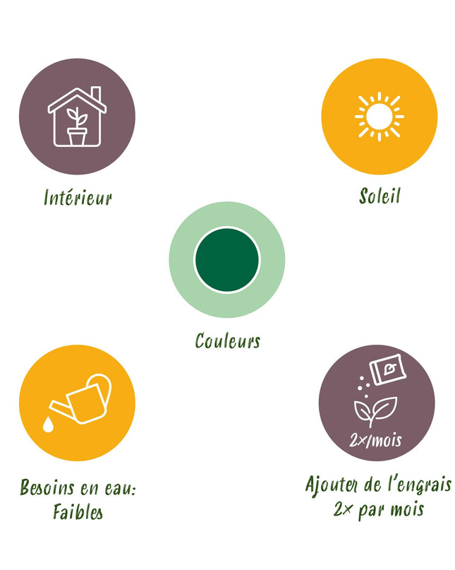 Euphorbia eritrea - Afrikanischer Milchbaum - 2 Stück - Topf 19 cm - Höhe 70 cm