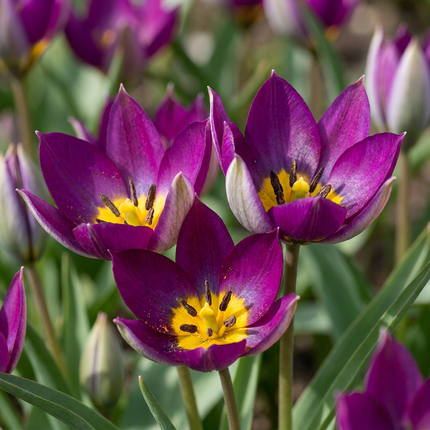 200x Tulipa Persian Pearl - Tulipa Persian Pearl - Purple - Spring flowering bulb - Bulb size 6/7