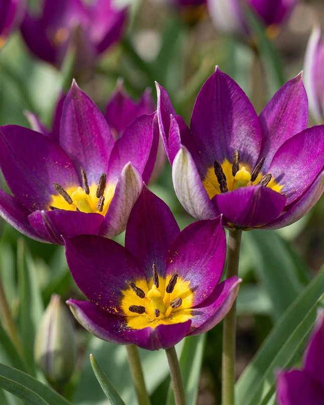 200x Tulipa Persian Pearl - Tulipán Persian Pearl - Morado - Planta de floración primaveral - Tamaño del bulbo 6/7