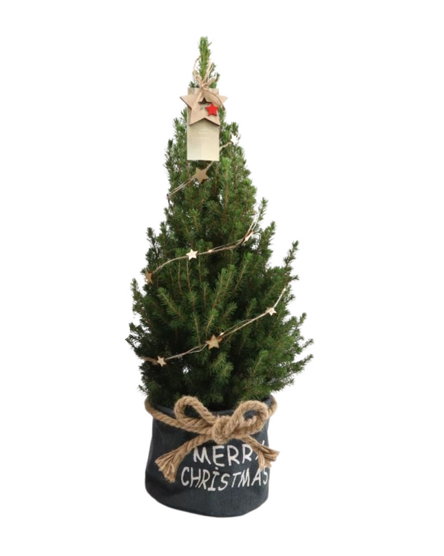 Kleine Kerstboom in Xmas Bag blauw + met lichtjes incl. batterijen - 70 cm - Picea Glauca Conica