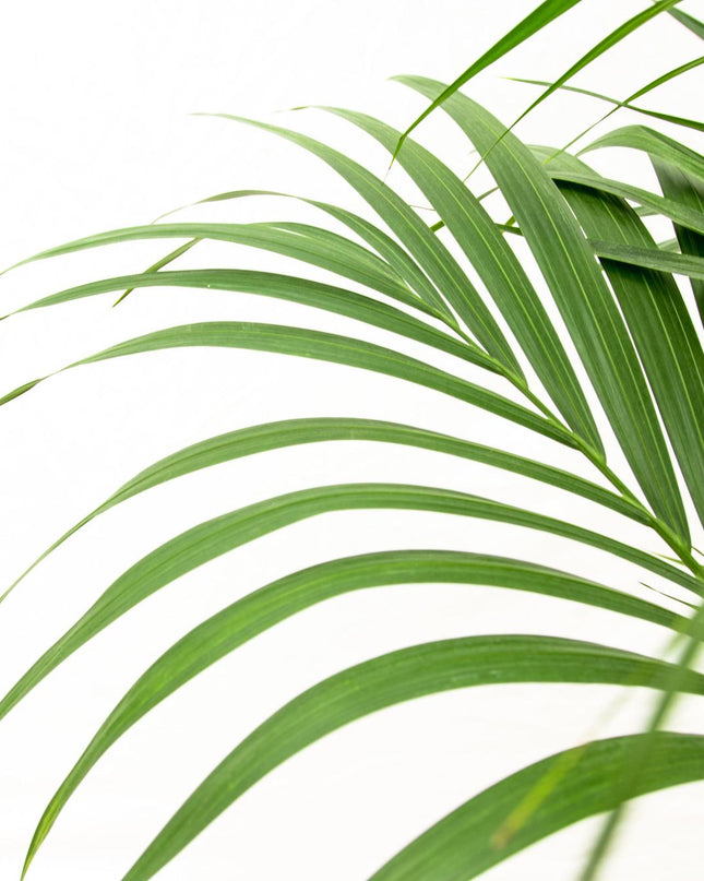 Kentia palm - 160cm - Ø24