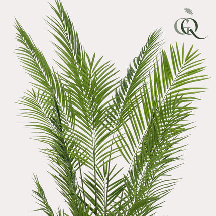 Kunstplant - Areca Lutescens - Goudpalm - ↕ 240cm