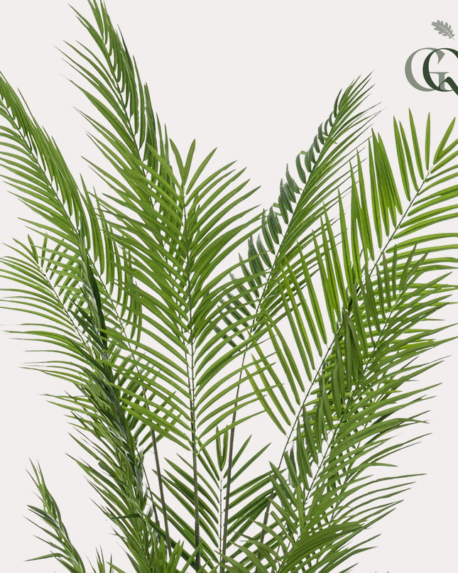 Kunstplant - Areca Lutescens - Goudpalm - ↕ 240cm