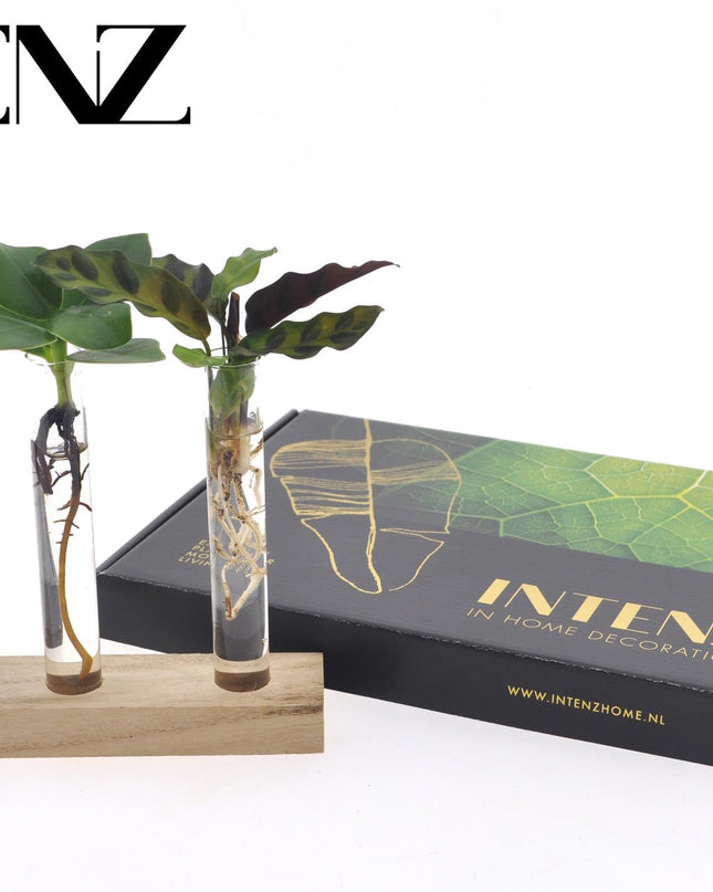 Hydroponie Brievenbuscadeau