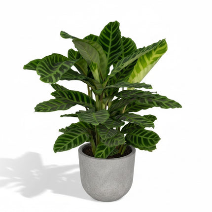 Calathea Zebrina - Peacock Plant - Ø19cm - ↕80cm