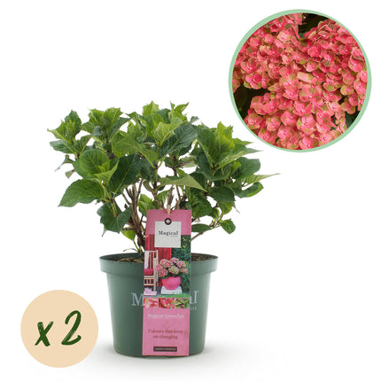 Hortensia Roze Groen - Hydrangea Magical Green Fire - 2 Planten - Pot 23cm Hoogte 55cm