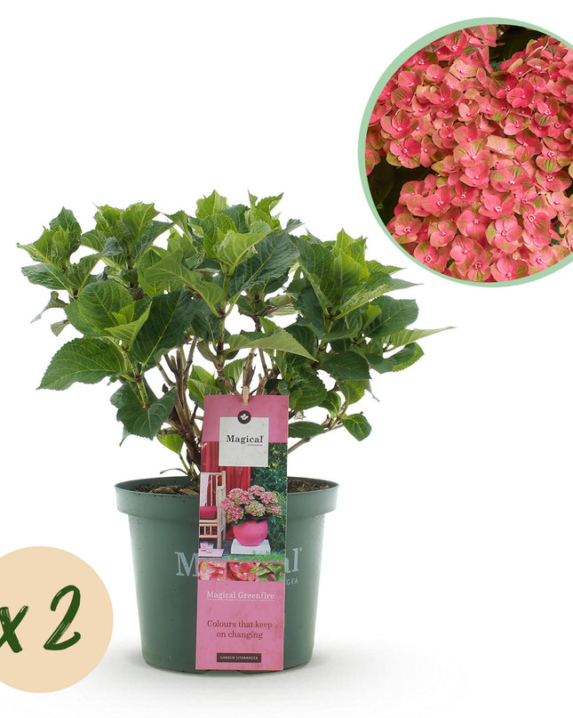 Hortensia Roze Groen - Hydrangea Magical Green Fire - 2 Planten - Pot 23cm Hoogte 55cm