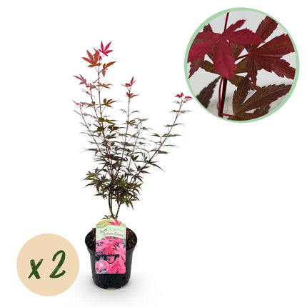 Japanse Esdoorn - 2 planten - Acer palmatum Skeetsers Broom - Paars - Bladverliezend - Pot 19cm Hoogte 70cm