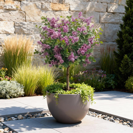 Syringa meyeri Palibin - Caducifolio - Resistente al invierno - Flor morada - Maceta 19 cm Altura 90 cm