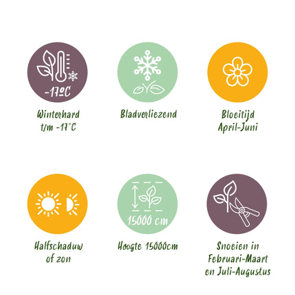 Blauwe regen - Wisteria floribunda Alba - Bloem Wit  - 1 plant - Pot 11cm Hoogte 40cm