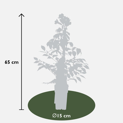Campsis Summer Jazz Fire Trumpet - Ø19cm - ↕70cm - Ø15 - ↨65cm