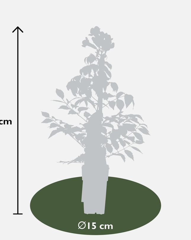 Campsis Summer Jazz Fire Trumpet - Ø19cm - ↕70cm - Ø15 - ↨65cm