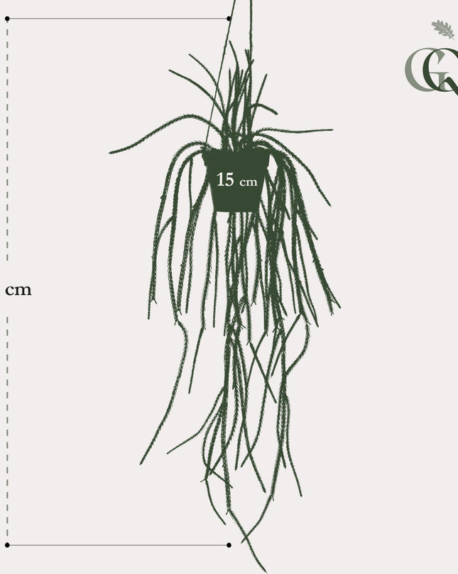 Kunstplant - Rhypsalis - Koraalcactus - ↕ 85 cm