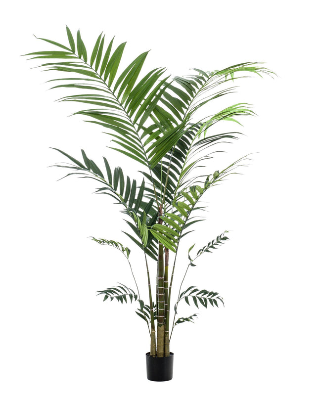 Kunstplant - Kentia -Kentiapalm - ↕ 210cm