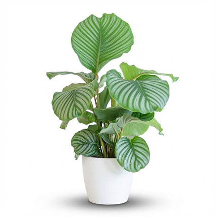 Calathea Orbifolia + maceta con tierra - 65cm - Ø21