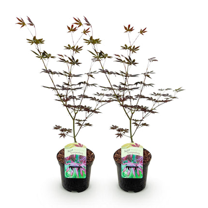 Japanse Esdoorn - Acer palmatum Trompenburg - Donker Paars - 2 stuks - Pot 19cm - Hoogte 70cm