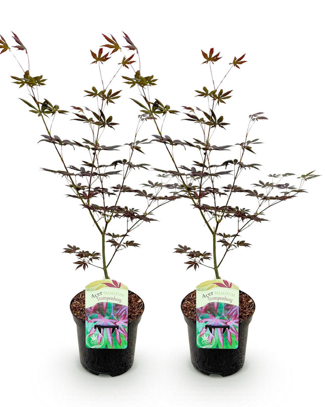 Acero giapponese - Acer palmatum Trompenburg - Viola scuro - 2 pezzi - Vaso 19cm - Altezza 70cm