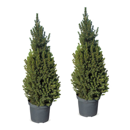 2x Kerstboom Picea glauca Conica - Kegelspar - Ø26cm - ↕110cm