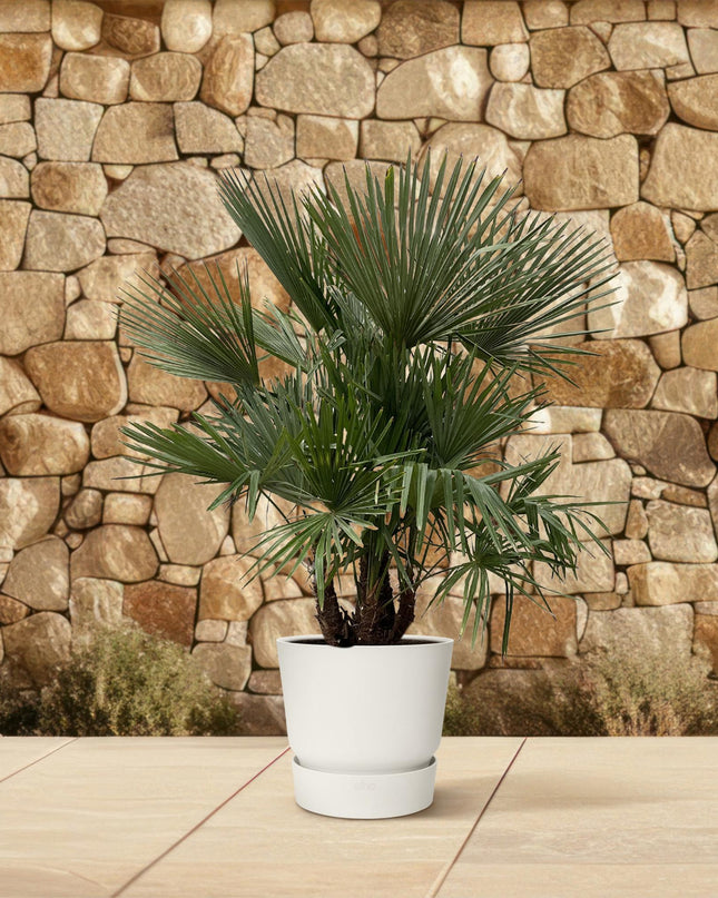 Trachycarpus multi stam - 230cm- Ø50
