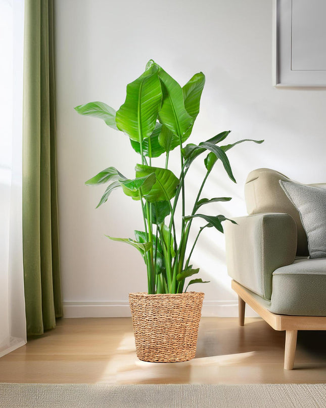Strelitzia Nicolai XL met Torun mand - 140cm - Ø27