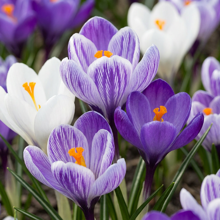 240x Crocus Blue - White - Crocus - Blue and White - Naturalizing bulb - Bulb size 7/8