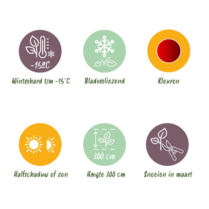 Japanse Esdoorn - Acer palmatum Sumi-nagashi - Rood - 2 stuks - Pot 19cm Hoogte 70cm