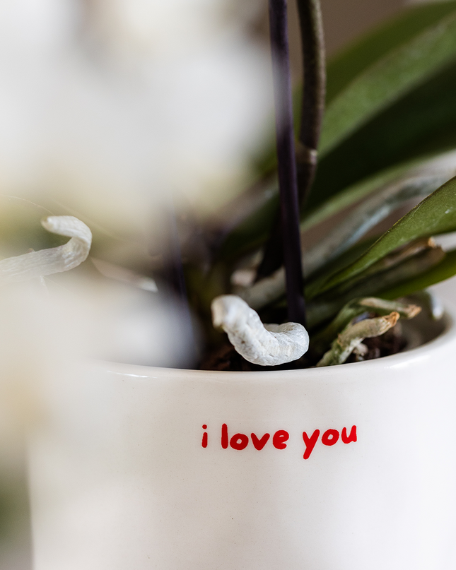 Orchid | Gift set 'love you' | Red Phalaenopsis orchid Congo with green plant in love decorative pots on Cloud plate