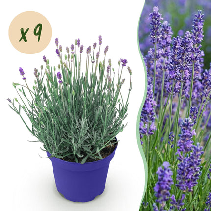 Lavande - 9 plantes - Lavandula angustifolia Hidcote - Rustique - Violet - Pot 12cm - Hauteur 15-25cm